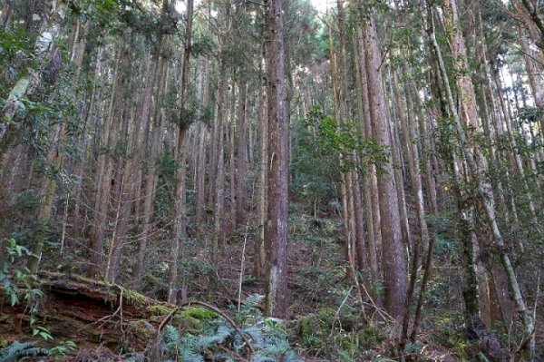 114.12.07(日)橫嶺山走沙連山賞楓(中巴限22人)