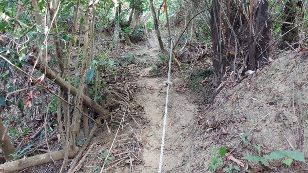 115.05.10(日)聚興山-林牛山O走(小百岳)