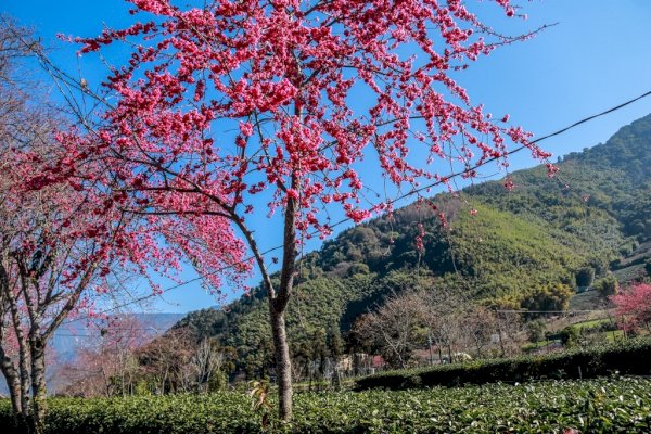 115.03.01(日)草坪頭賞花趣(門票請自理)