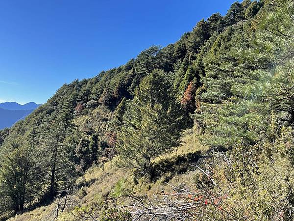 114.11.02(日)鹿林山黑森林